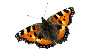 ischmetterling_25