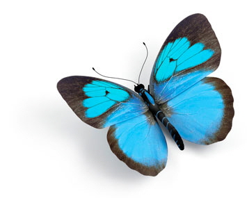 ischmetterling_impressum