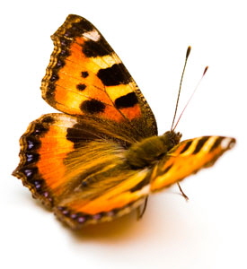 ischmetterling_kontakt