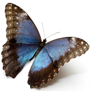 ischmetterling_service