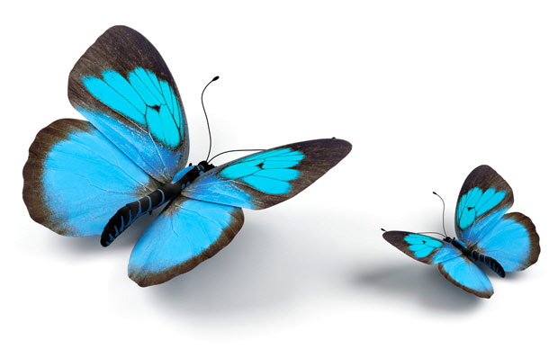 ischmetterling_startseite